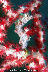 I know that everyone has photos of Pygmy Seahorses, but I... by James Mcmahon 